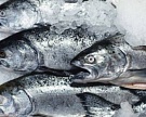 Россия запретила импорт рыбопродукции из Прибалтики