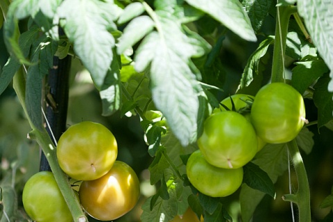 Минсельхоз: урожай тепличных овощей увеличится почти на 8%