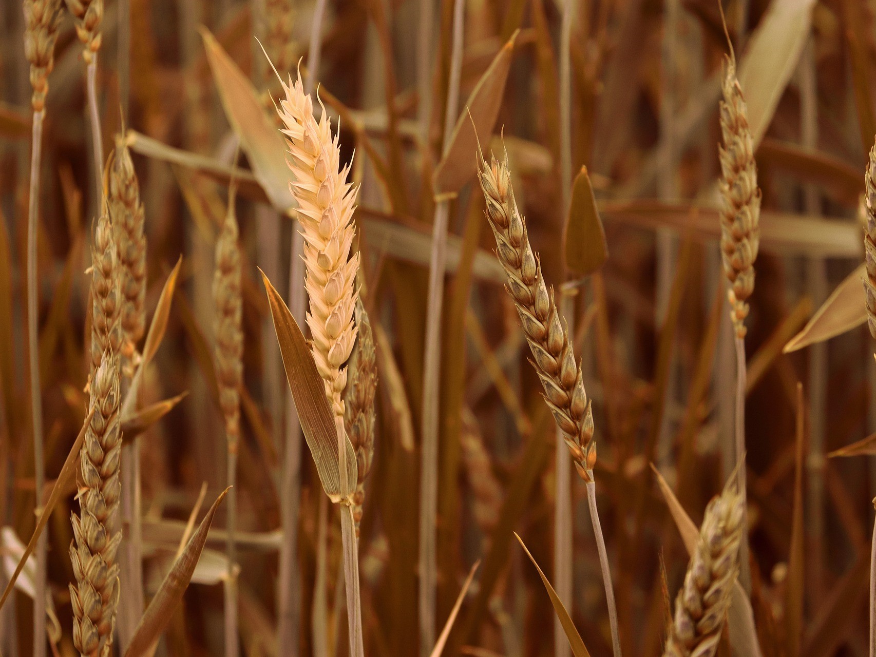В ИКАР назвали причины снижения мировых цен на пшеницу