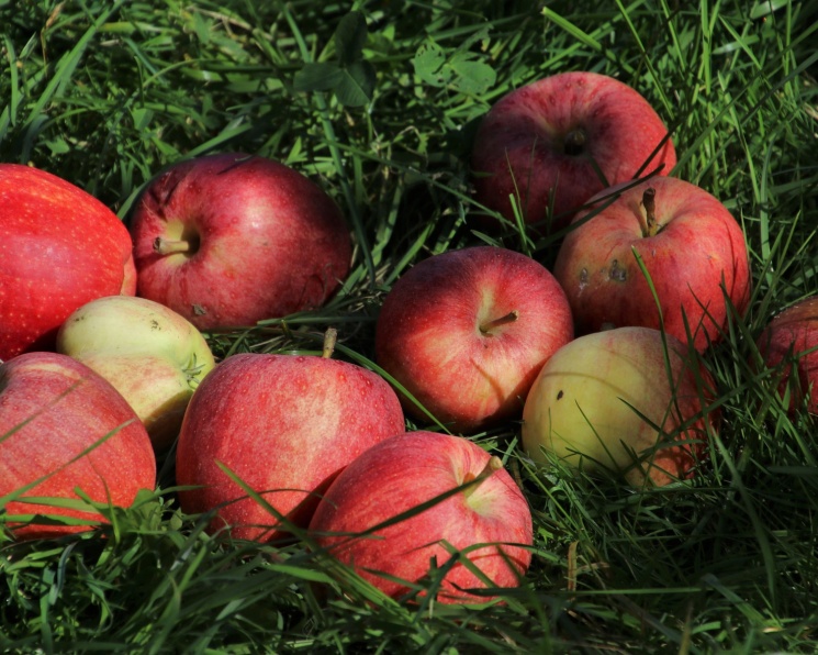 Партнерский материал. Надежная защита яблони от парши и мучнистой росы –  Агроинвестор