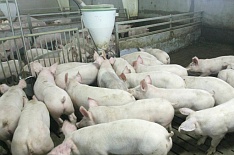 У «Мираторга» обнаружена чума свиней