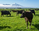 Новая Зеландия хочет нарастить поставки молока в Россию