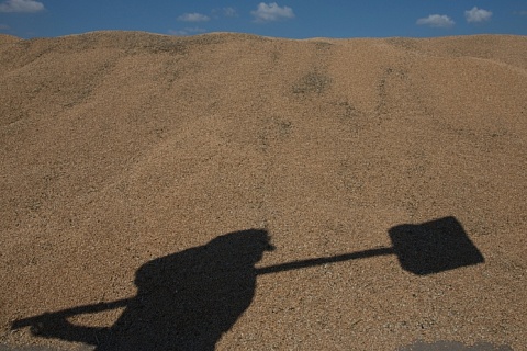 «СовЭкон» повысил прогноз сбора пшеницы на 5 млн тонн
