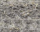 Удмуртия в прошлом году получила рекордно низкий урожай зерновых