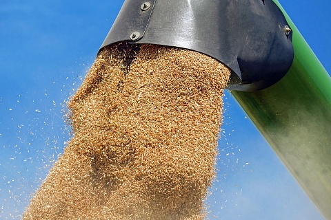 Стоимость российской пшеницы побила шестилетний рекорд