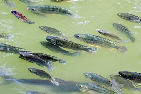 В России растет потребление рыбы