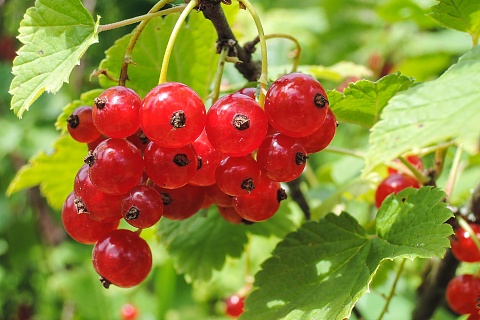 Урожай ягод в 2025 году был выше, чем в 2024-м