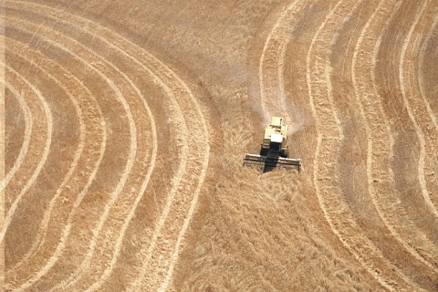 В этом году в России снизилась урожайность зерновых