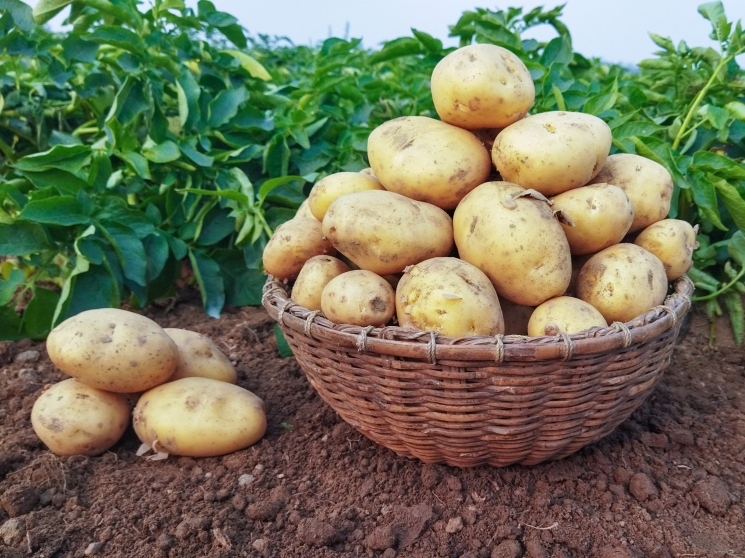 Картофельная смена. Нюансы выращивания высокотехнологичной культуры —Журнал «Агротехника и технологии» – Агроинвестор