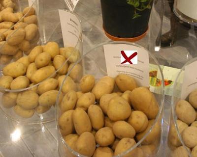 РСХН выявил бурую гниль в картофеле из Египта