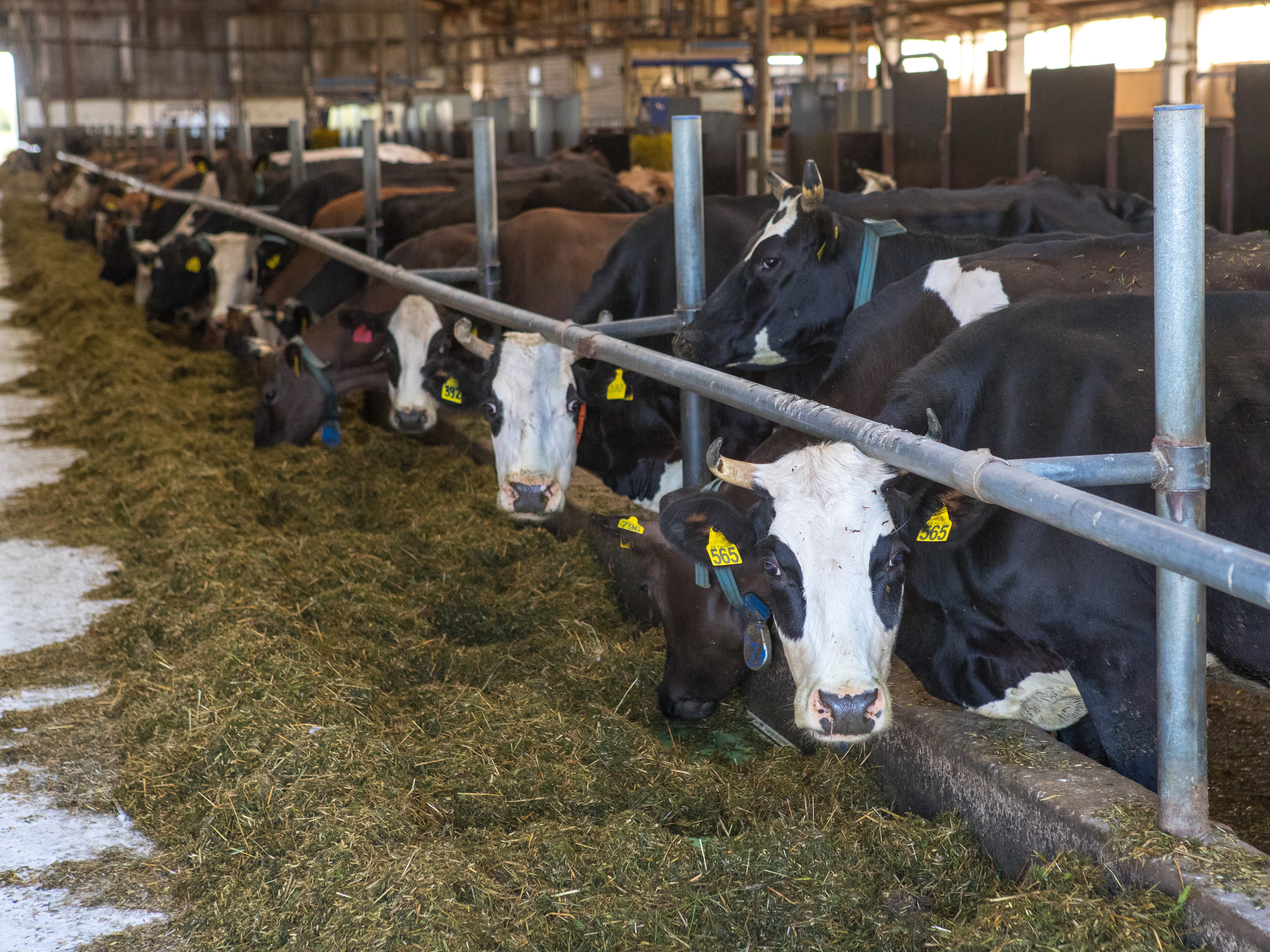 Рентабельность в молочном животноводстве достигла 28,6%