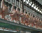 Тамбовская область наращивает производство мяса