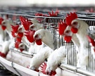 Производство мяса птицы в России выросло на 12% с начала года