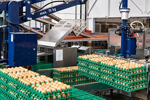 Птицефабрика «Боровская» возобновила выпуск продукции