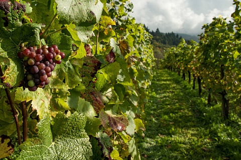 Урожай винограда в России снизится почти на 15%