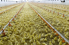 «Продо» завершила первый этап модернизации тюменской птицефабрики