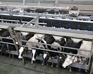 Крупнейший российский производитель молока увеличит стадо коров до 30 тысяч