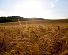 В 2015 году производство зерна в мире может сократиться на 1,5%