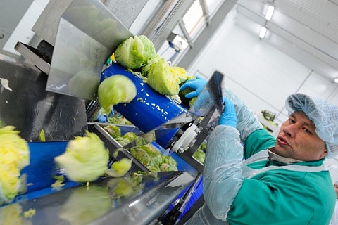 «Белая Дача» купила салатный завод в Новосибирске