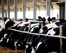 "Русмолко" ввезла крупную партию молочного скота из Голландии