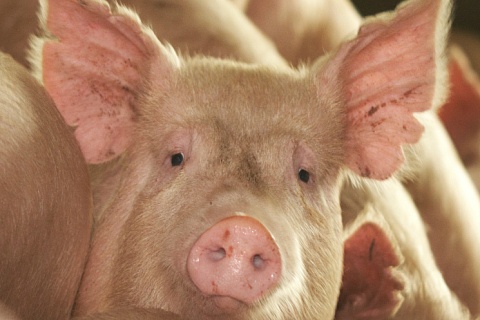 Маржинальность в свиноводстве в этом году может сохраниться на уровне 2022-го