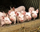 Впервые за 10 лет Китай поставит свинину в Россию