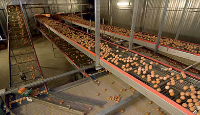 В БелГУ учат производить яйца с оранжевым желтком