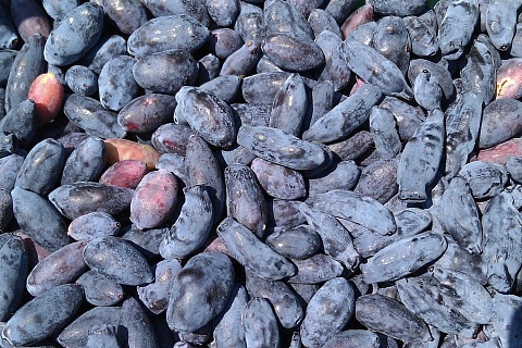 Томские ученые увеличили урожайность крупнейшего в России сада жимолости