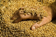 Доля продовольственной пшеницы в 2018 году составила 69,5%
