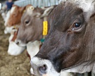 «ЭкоНива» увеличила производство молока до 180 тысяч тонн
