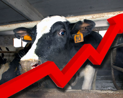 Фермерское поголовье скота во Владимирской области резко выросло