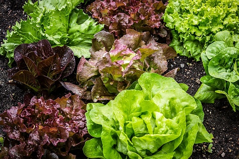 Россельхозбанк: потребление салатов и зелени в России будет расти