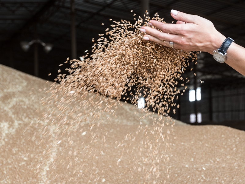 В России упростят условия торговли зерном на бирже