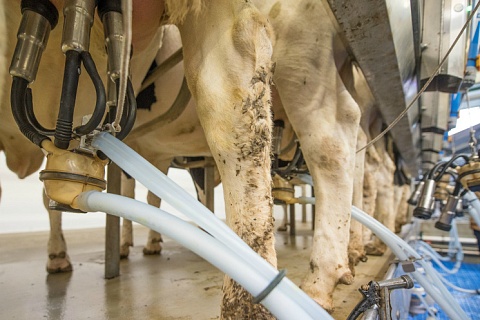 Ряд переработчиков молока расторгают контракты с поставщиками из-за снижения спроса