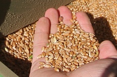 Россельхознадзор усилил контроль качества экспортируемого зерна