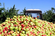 Урожай плодов и ягод может побить рекорд прошлого года