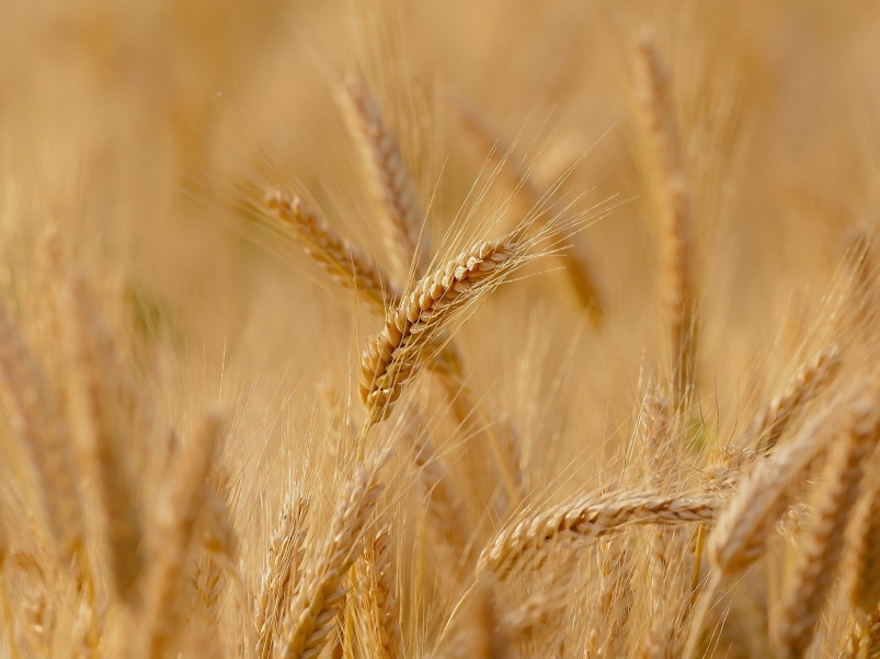 Специалисты «Августа» оценили, как аномальный май-2021 повлиял на посевы