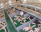 Производство свинины выросло на 6,4%