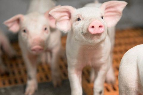 «Агроэко» построила еще один свинокомплекс в Тульской области