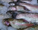 Россия может увеличить экспорт рыбы