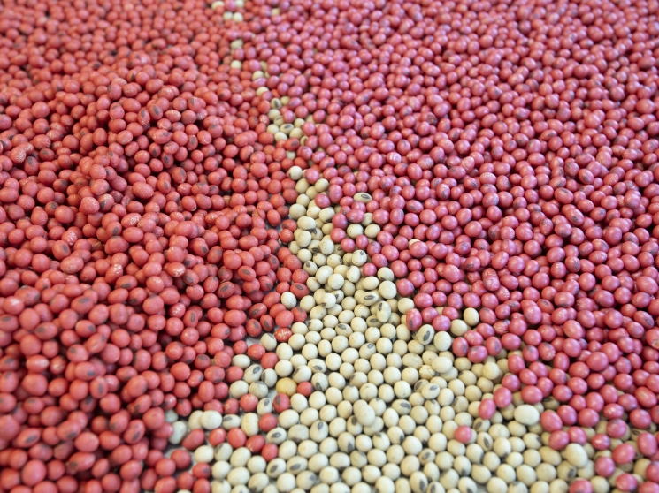 Семенная трансформация. Какими темпами будет идти импортозамещение в секторе товарных семян