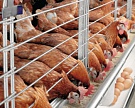 В Саратовской области построят комплекс по производству мяса птицы