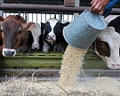 К 2025 году животноводам потребуется 38 млн тонн комбикормов