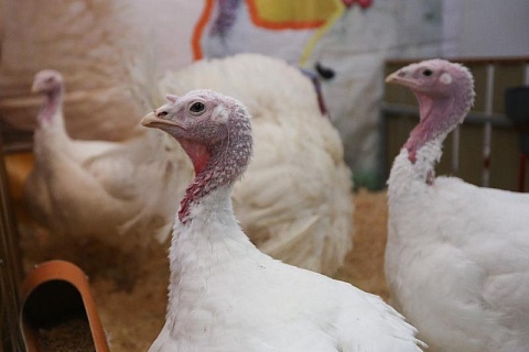 Минсельхоз предложил продлить поддержку племрепродуктов в птицеводстве
