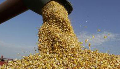 На реализацию зерна из госфонда выделено 5 млрд руб.