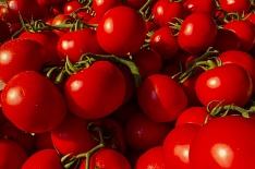 Минсельхоз увеличивает квоту на ввоз турецких томатов