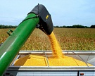 Урожай кукурузы будет рекордным