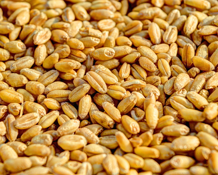 Цены на пшеницу достигли минимума с 2020 года