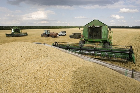 На Кубани через две недели начнется уборка зерновых