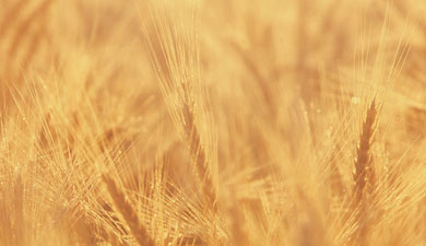 В Сибири цена пшеницы упала до уровня 2002 г.
